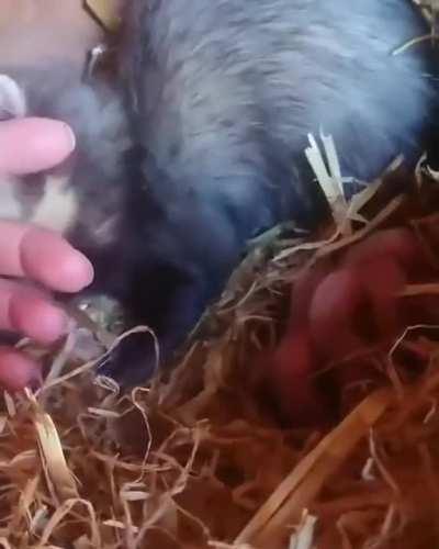 Hey hooman! Take a look at ma babies