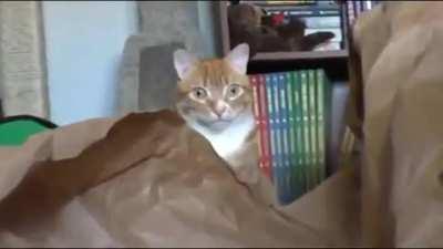 You seeing this shit?