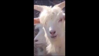 He's a real G.O.A.T.