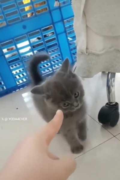 A little panther, here