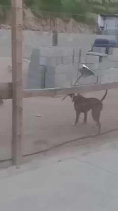 Cachorro tá ficando inteligente