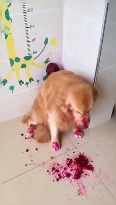 Cooper the cannibal, the eater of pups