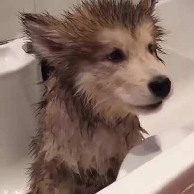 No bath... my body still smells good. Just finished taking a shower last month