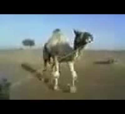 Funny Camel Video.