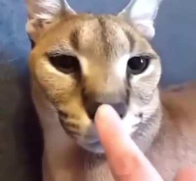 big floppa simulator???😯😯