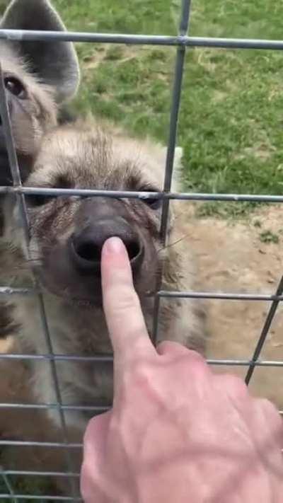 Many, many big animals with many big teeth!