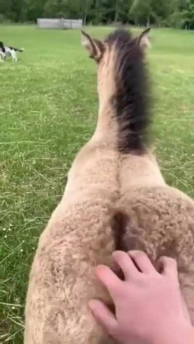 🐎👈🏾