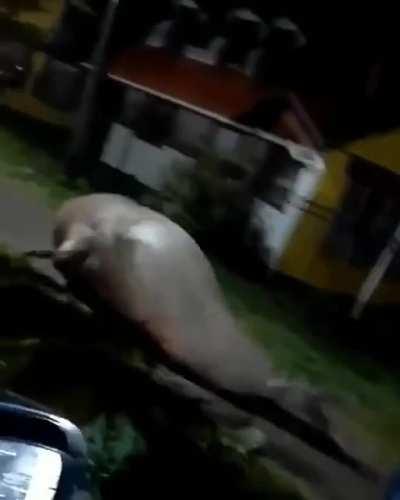 A seal spotted on road