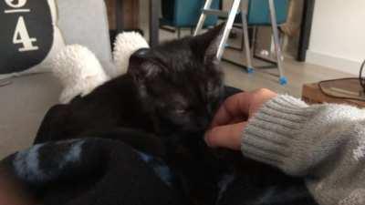 This lady knows what she wants: to squeak in your face