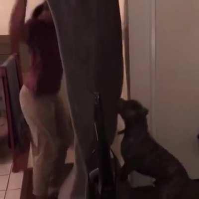 HMC while doing a trick for the dog.