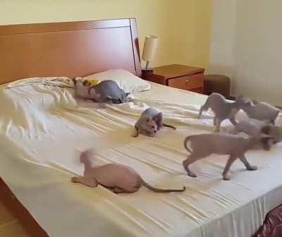 Getting too many hands to remove wrinkles from the bed sheet