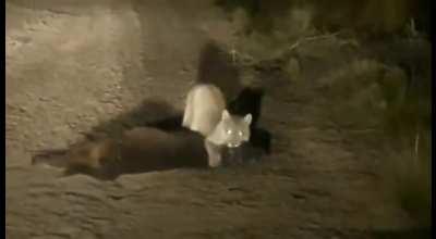Cougar dragging its cattle calf kill through a road, Mendoza, Argentina.