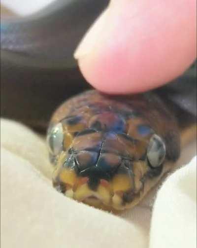 Does anyone else gently pet their retics like this?