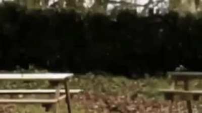 I'm kinda annoyed by the Asgire truck meme