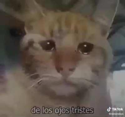 😿😿😿😿😿😿😿