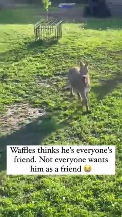 I've never heard anyone say waffles with so much anger..