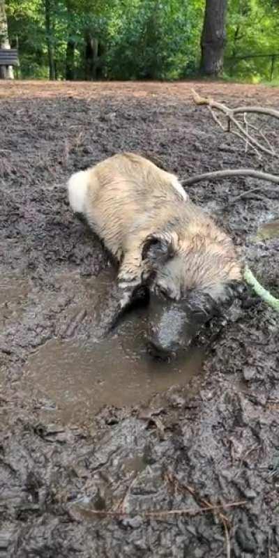 Muddy boy is happy boi