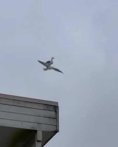 Братан, я устал, покатай меня