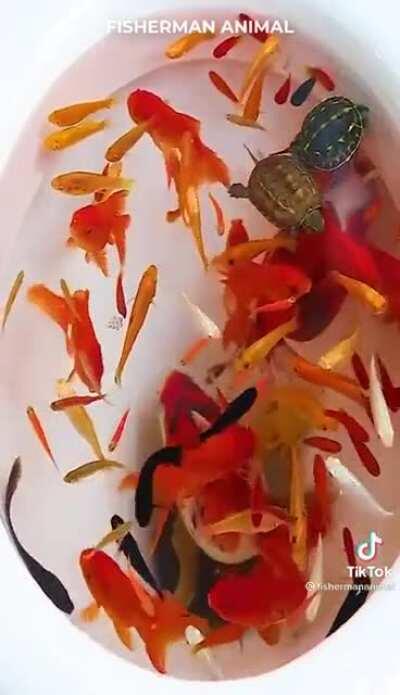 Anyone who has tiktok, please report this person for animal abuse. His is in humane and cruel to every animal involved