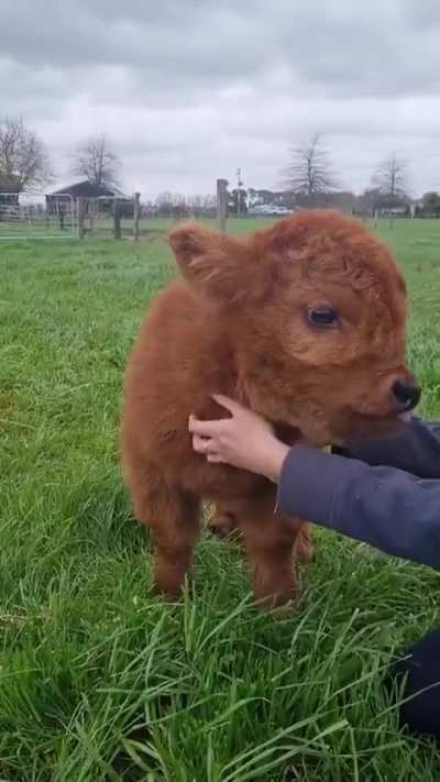 Little puppy 🐄
