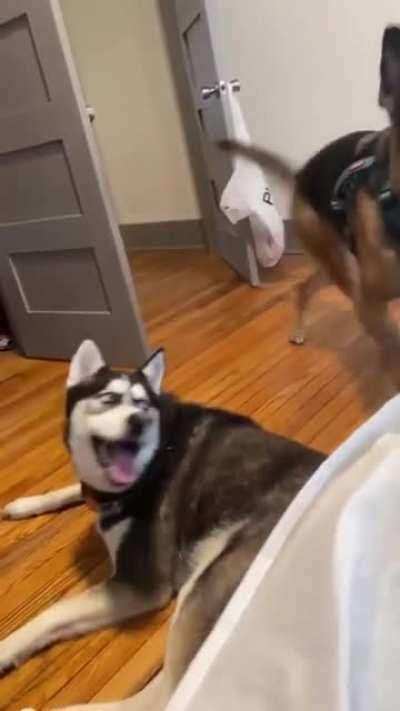 Husky rolling his eyes at his brother