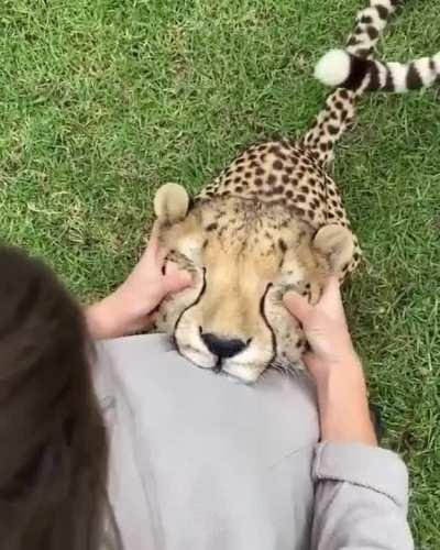 Would boop all day, everyday