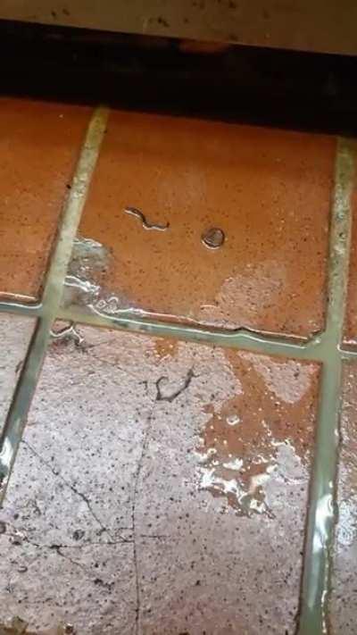 We don't have wall snakes, window eagles, or backroom bears, but we do have cooler worms