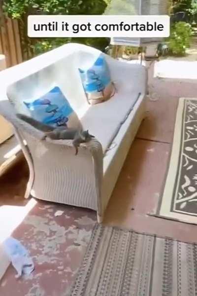 Полурослики тоже любят белок