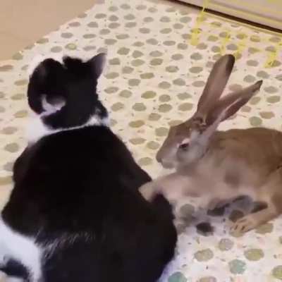 Evil bunny lunk bashes innocent wunk to a pulp (NOT SAFE FOR WUNK) 