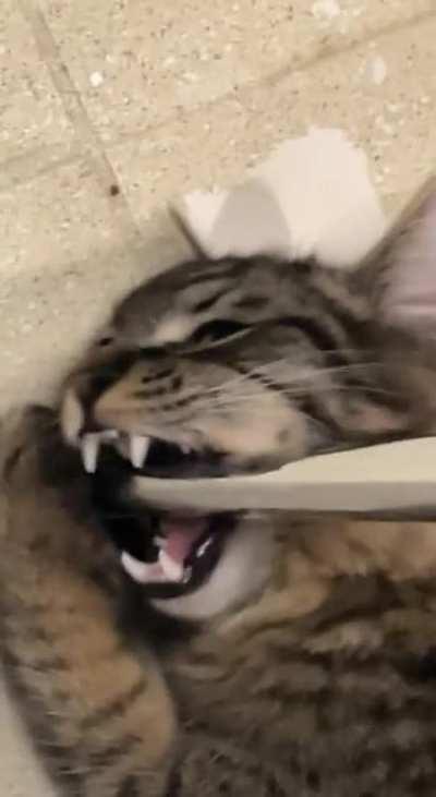 He got them tiger fangs