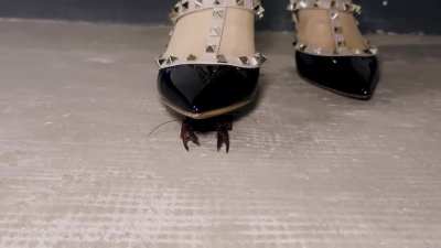 Goddess Jessica Gives Instructions on Crawfish Crushing