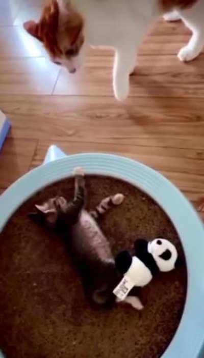 Catculating A Plan Of Attack