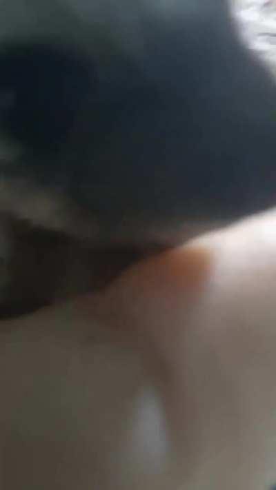 baby hedgie is sleepy 