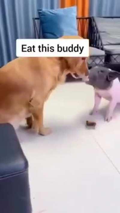 Верный выбор