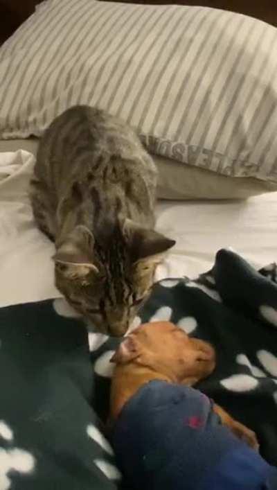 Petting Baby Brother