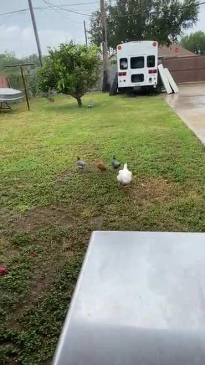 Hello I am new to this group, I was wondering if this is normal for her to run like this? Might have obesity issues? she’s not fully grown. Sorry I am new to the flock. 😅