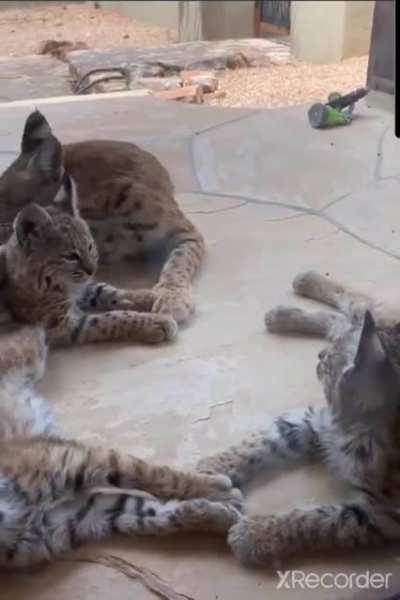 Mama bobcat and her babies just chillin in someone yard