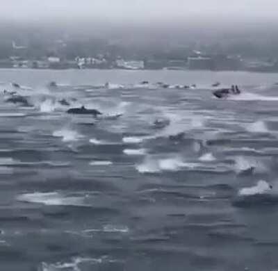Dolphin 'mega-pod' looks like a stampede of horses....