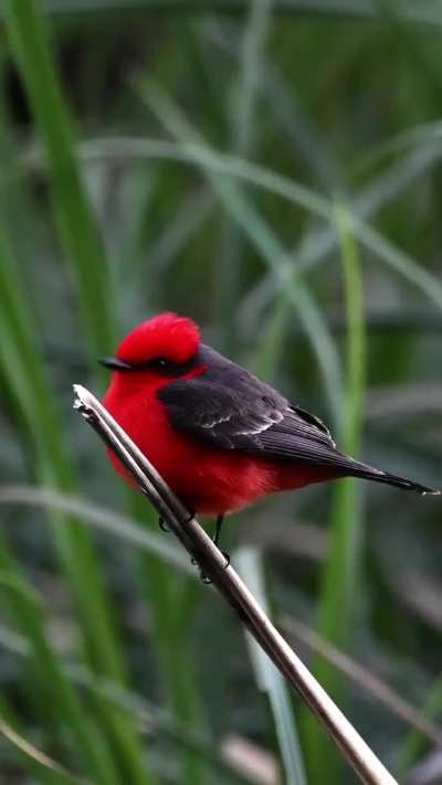 Churrinche macho - Filmado por mí