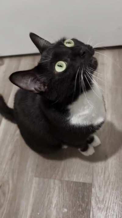 Dusty meowing at a bug on the ceiling