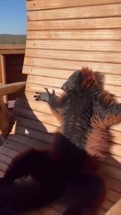 Забавный лемурчик