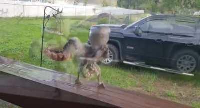 Baby people-vulture getting down to Hell