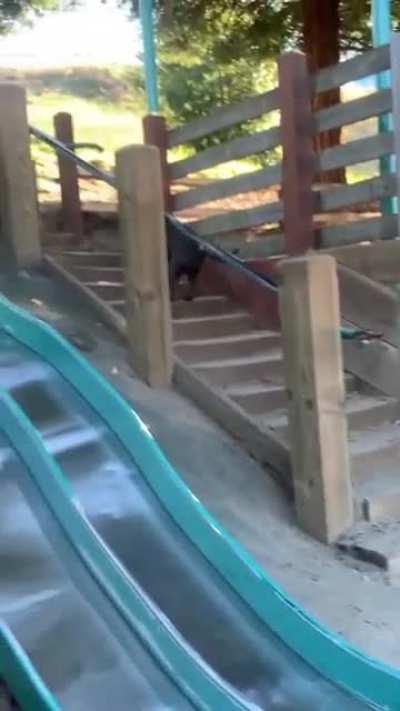 Just another dog video