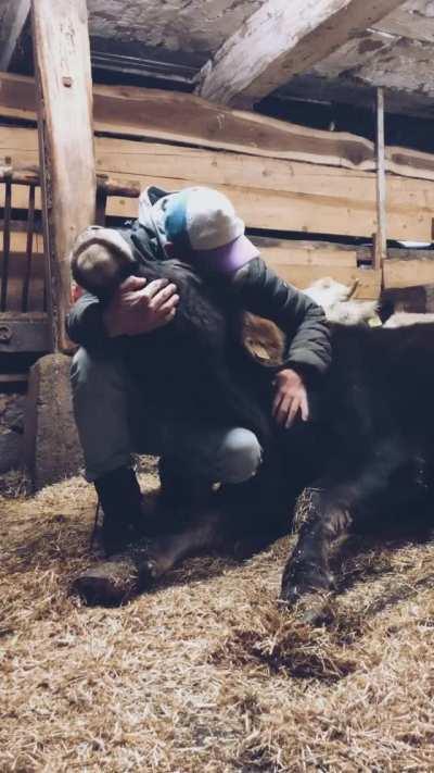 This rescued cow being treated the way every animal should be