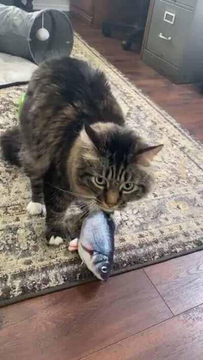 Floof and robotic fish. A love story. He's an idiot.