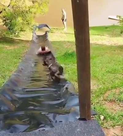 He fought a good fight, but at the end he made a heckin mistake