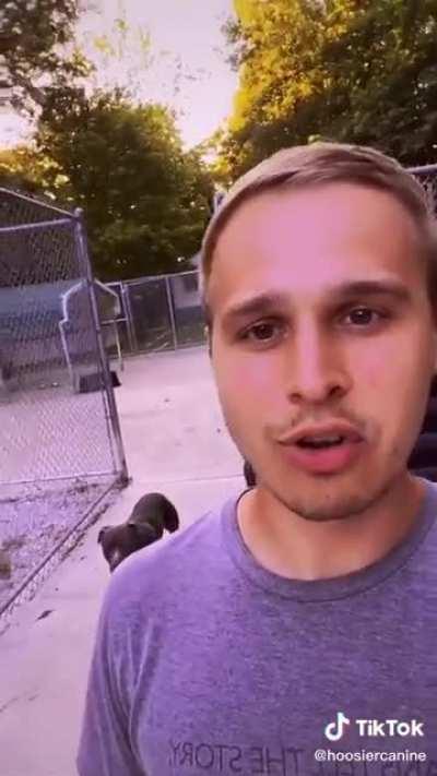 How to start to get a dog to know you: