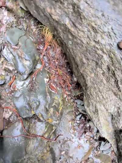 Grandfather Trail can be precarious sometimes (Grandfather Mountain, NC, USA)
