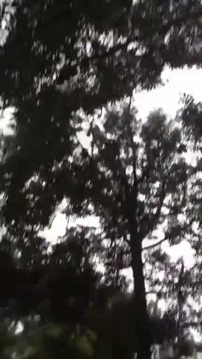 This workers catching durian fruits