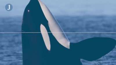 An Orca making its best attempt to mimic human speech. They don't have the physical capacity to pull it off, but they do have the brain capacity to try